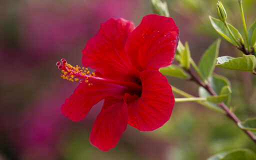 Piękny, czerwony kwiat hibiskusa